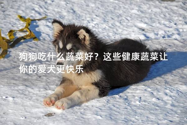 狗狗吃什么蔬菜好？这些健康蔬菜让你的爱犬更快乐