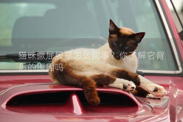 猫咪撅屁股是怎么回事？你了解它背后的原因吗