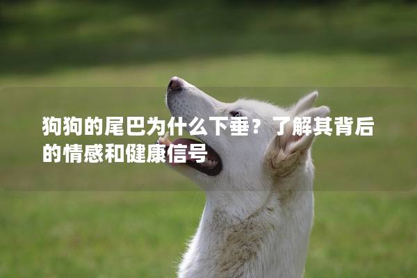 狗狗的尾巴为什么下垂？了解其背后的情感和健康信号