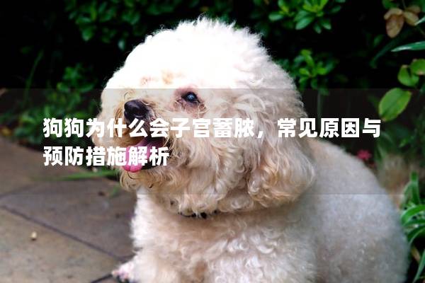 狗狗为什么会子宫蓄脓，常见原因与预防措施解析