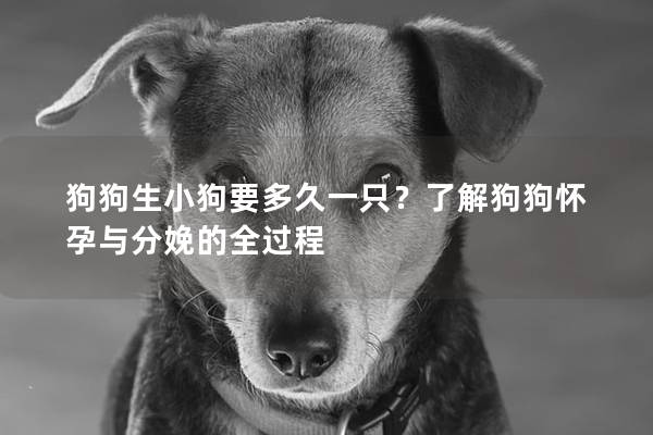 狗狗生小狗要多久一只？了解狗狗怀孕与分娩的全过程