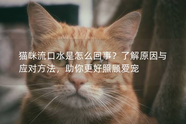 猫咪流口水是怎么回事？了解原因与应对方法，助你更好照顾爱宠