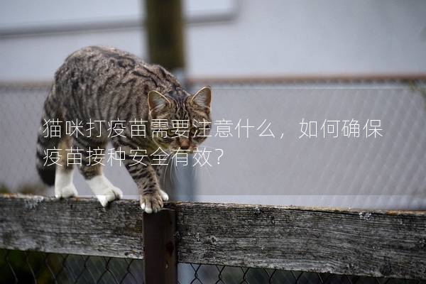 猫咪打疫苗需要注意什么，如何确保疫苗接种安全有效？