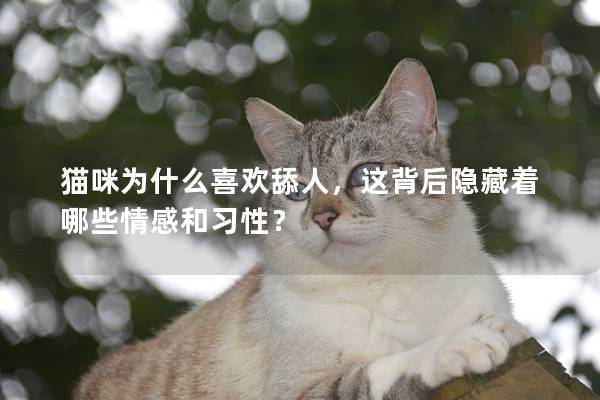 猫咪为什么喜欢舔人，这背后隐藏着哪些情感和习性？