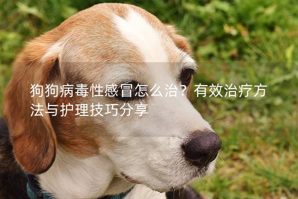 狗狗病毒性感冒怎么治？有效治疗方法与护理技巧分享