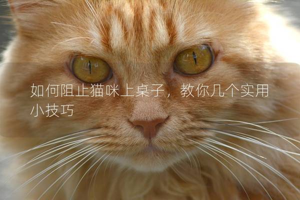 如何阻止猫咪上桌子，教你几个实用小技巧