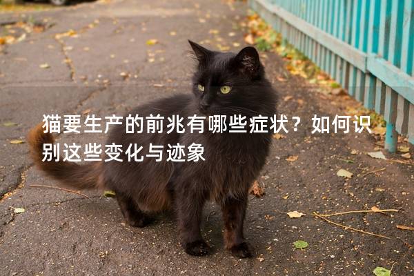 猫要生产的前兆有哪些症状？如何识别这些变化与迹象