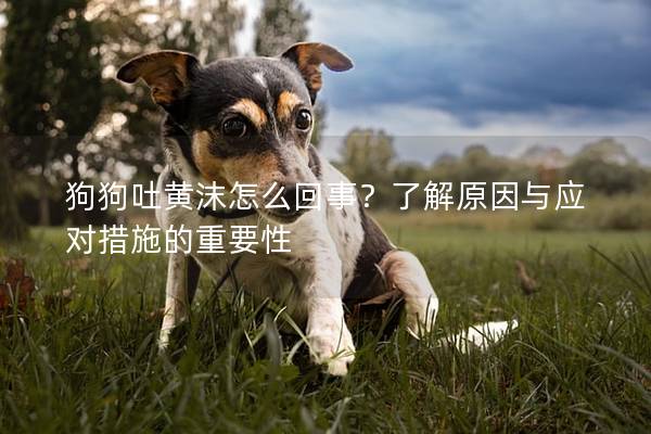 狗狗吐黄沫怎么回事？了解原因与应对措施的重要性