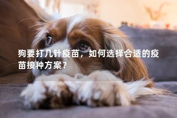 狗要打几针疫苗，如何选择合适的疫苗接种方案？