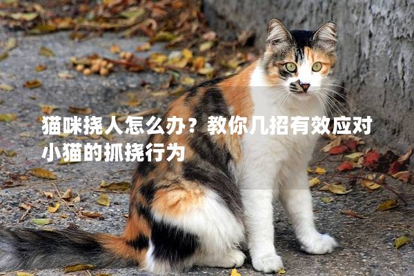 猫咪挠人怎么办？教你几招有效应对小猫的抓挠行为