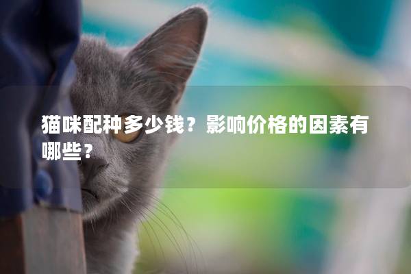 猫咪配种多少钱？影响价格的因素有哪些？