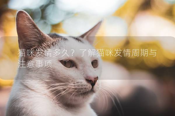 猫咪发情多久？了解猫咪发情周期与注意事项