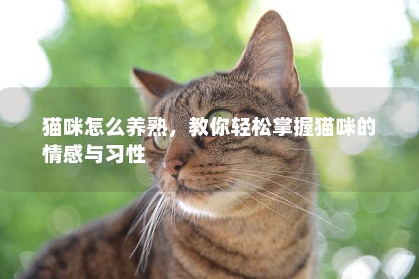 猫咪怎么养熟，教你轻松掌握猫咪的情感与习性