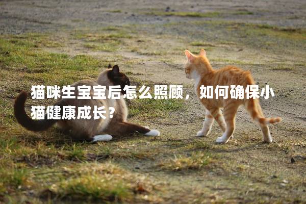 猫咪生宝宝后怎么照顾，如何确保小猫健康成长？