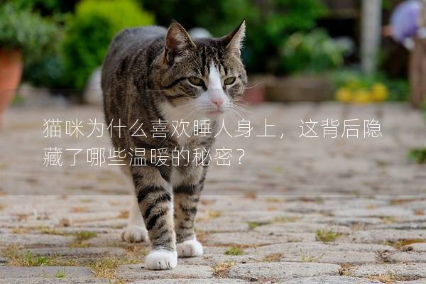 猫咪为什么喜欢睡人身上，这背后隐藏了哪些温暖的秘密？