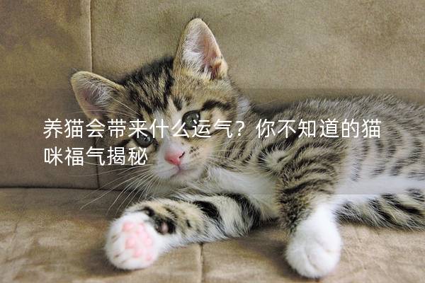 养猫会带来什么运气？你不知道的猫咪福气揭秘