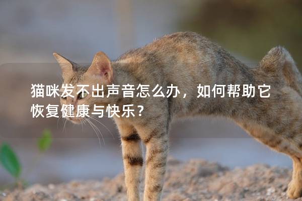 猫咪发不出声音怎么办，如何帮助它恢复健康与快乐？