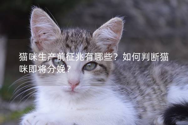 猫咪生产前征兆有哪些？如何判断猫咪即将分娩？