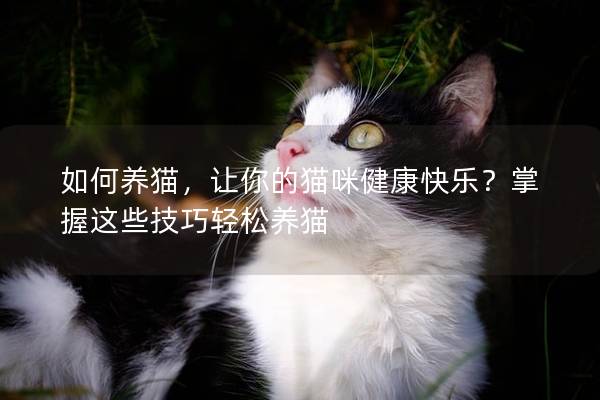 如何养猫，让你的猫咪健康快乐？掌握这些技巧轻松养猫