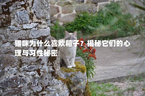 猫咪为什么喜欢箱子？揭秘它们的心理与习性秘密