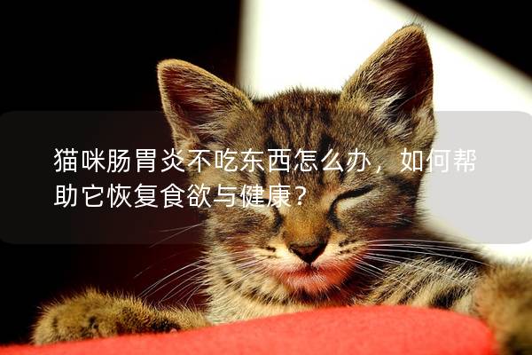 猫咪肠胃炎不吃东西怎么办，如何帮助它恢复食欲与健康？