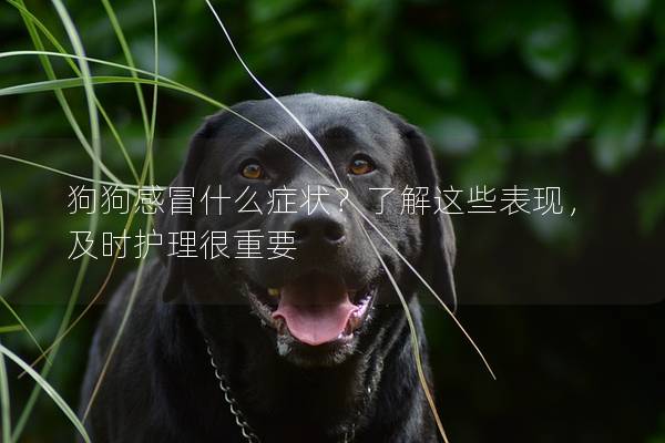 狗狗感冒什么症状？了解这些表现，及时护理很重要