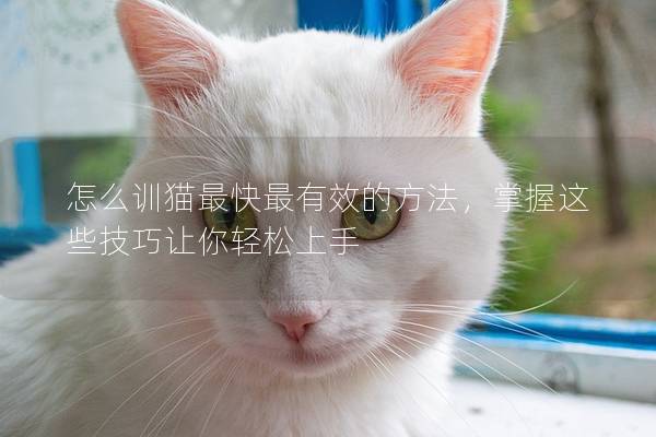 怎么训猫最快最有效的方法，掌握这些技巧让你轻松上手