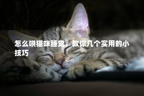 怎么哄猫咪睡觉，教你几个实用的小技巧