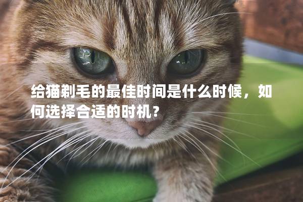 给猫剃毛的最佳时间是什么时候，如何选择合适的时机？