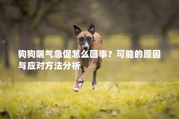 狗狗喘气急促怎么回事？可能的原因与应对方法分析