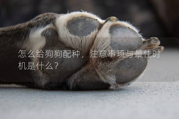 怎么给狗狗配种，注意事项与最佳时机是什么？