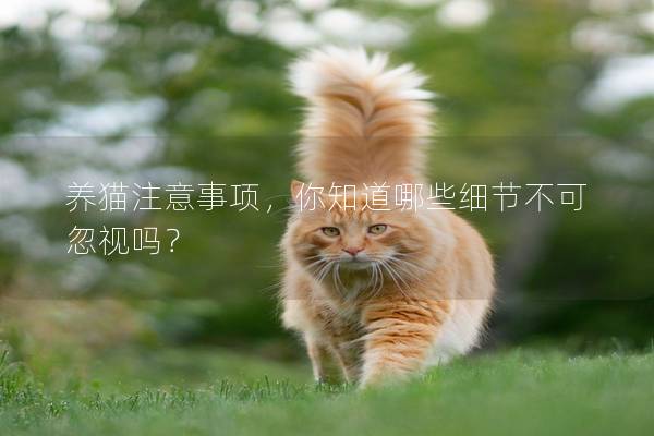 养猫注意事项，你知道哪些细节不可忽视吗？