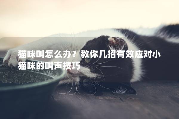 猫咪叫怎么办？教你几招有效应对小猫咪的叫声技巧