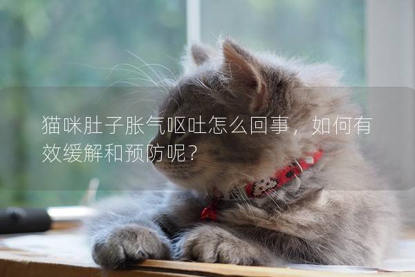 猫咪肚子胀气呕吐怎么回事，如何有效缓解和预防呢？