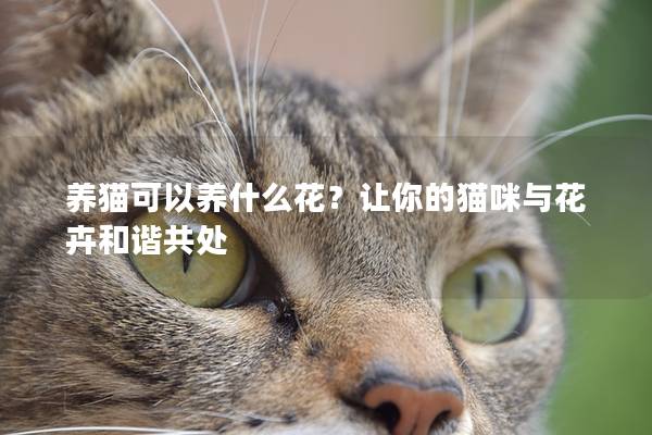 养猫可以养什么花？让你的猫咪与花卉和谐共处