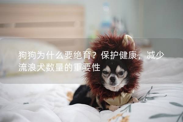 狗狗为什么要绝育？保护健康，减少流浪犬数量的重要性