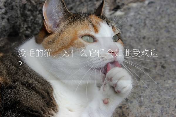 没毛的猫，为什么它们会如此受欢迎？