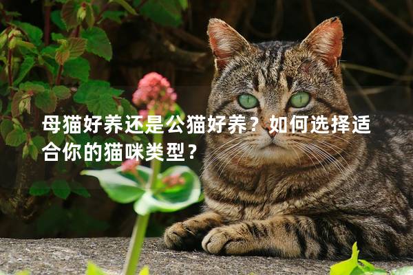 母猫好养还是公猫好养？如何选择适合你的猫咪类型？