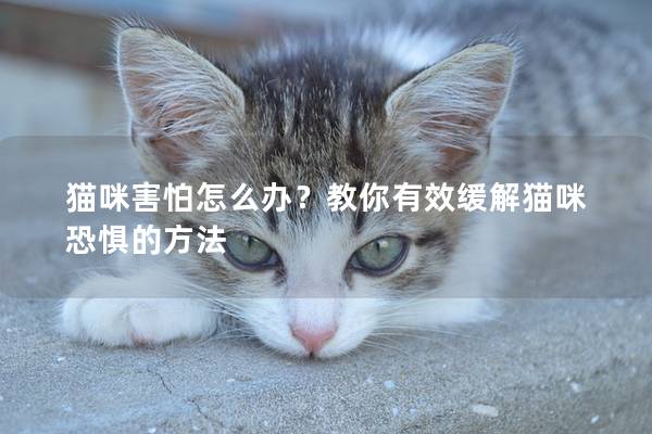 猫咪害怕怎么办？教你有效缓解猫咪恐惧的方法