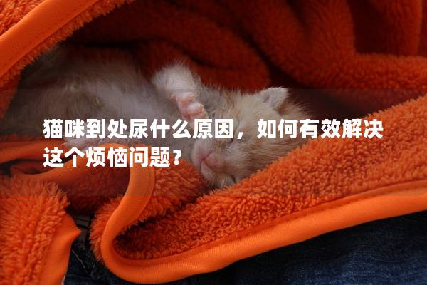 猫咪到处尿什么原因，如何有效解决这个烦恼问题？