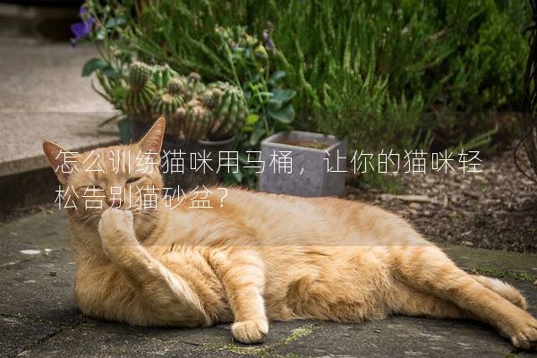 怎么训练猫咪用马桶，让你的猫咪轻松告别猫砂盆？