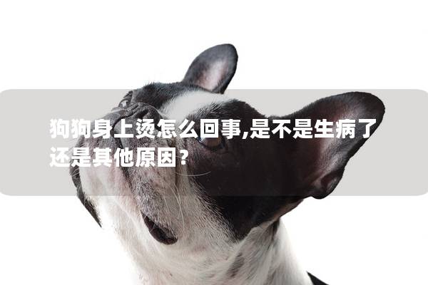 狗狗身上烫怎么回事,是不是生病了还是其他原因？