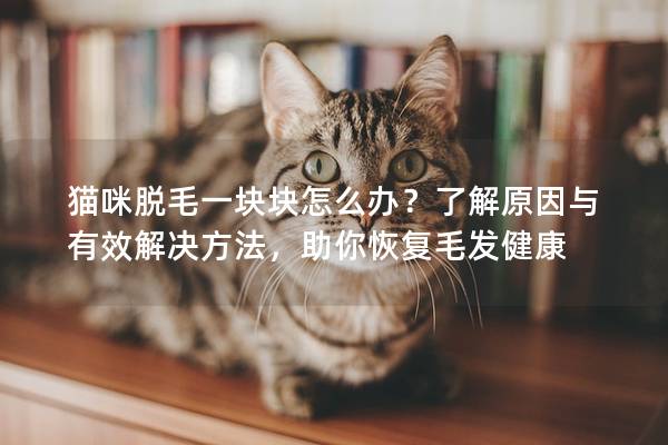 猫咪脱毛一块块怎么办？了解原因与有效解决方法，助你恢复毛发健康