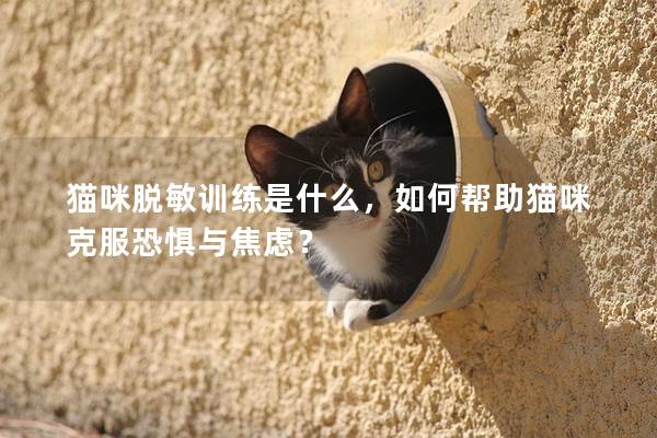 猫咪脱敏训练是什么，如何帮助猫咪克服恐惧与焦虑？