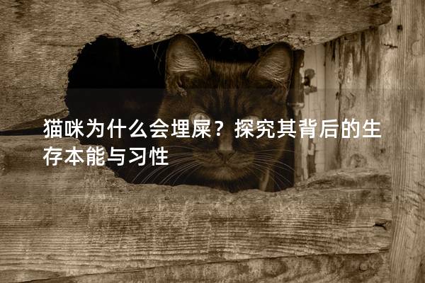 猫咪为什么会埋屎？探究其背后的生存本能与习性