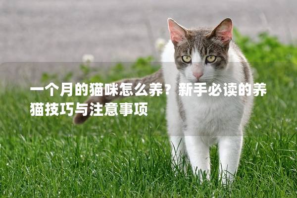 一个月的猫咪怎么养？新手必读的养猫技巧与注意事项