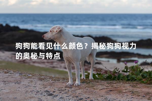 狗狗能看见什么颜色？揭秘狗狗视力的奥秘与特点