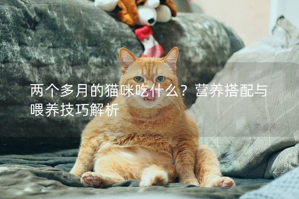 两个多月的猫咪吃什么？营养搭配与喂养技巧解析