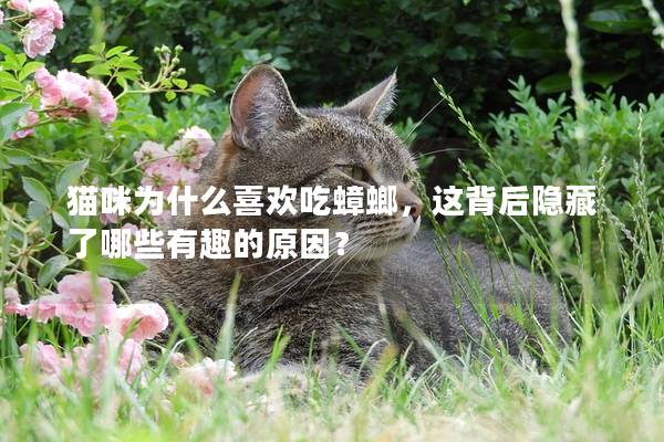 猫咪为什么喜欢吃蟑螂，这背后隐藏了哪些有趣的原因？