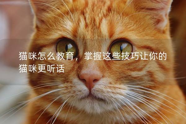 猫咪怎么教育，掌握这些技巧让你的猫咪更听话